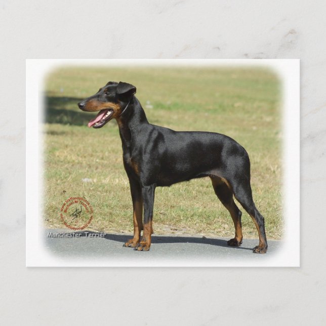 Manchester Terrier Vykort (Framsida)