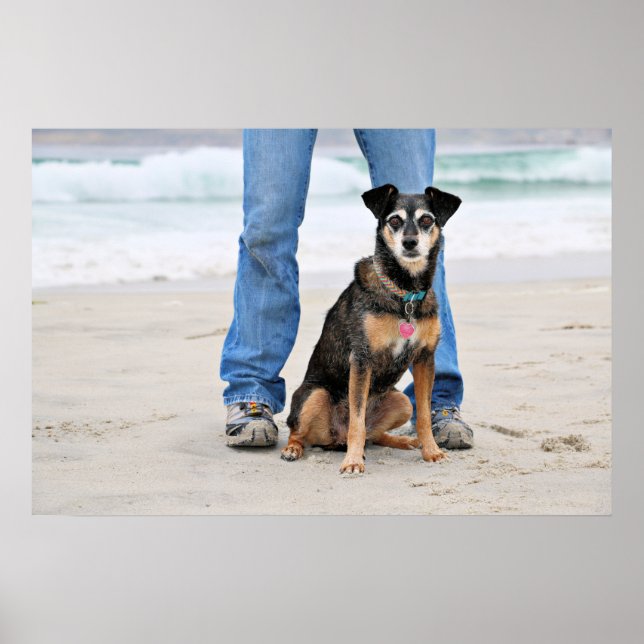 Manchester Terrier X - Jordan - Derr Poster (Framsidan)