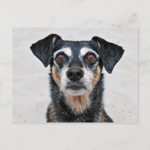 Manchester Terrier X - Jordan - Derr Vykort
