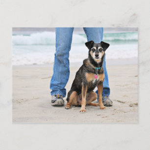 Manchester Terrier X - Jordan - Derr Vykort