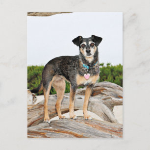 Manchester Terrier X - Jordan - Derr Vykort