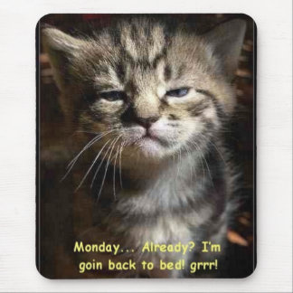 måndag katt musmatta