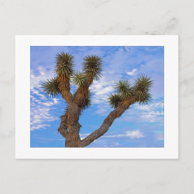 " Måndag morgon " Vykort (Framsida)