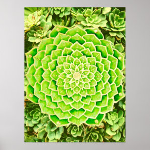 Mandala Grönt Guld Abstrakt Succulphy Photography Poster