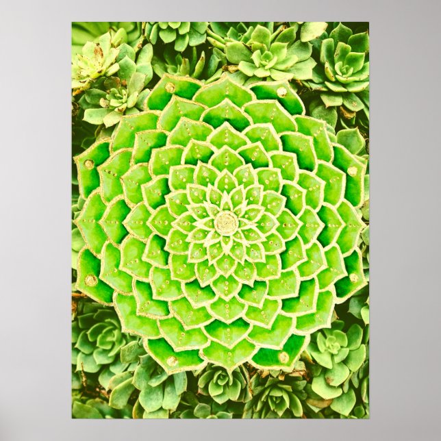 Mandala Grönt Guld Abstrakt Succulphy Photography Poster (Framsidan)