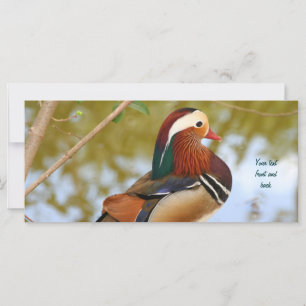 Mandarin Anka