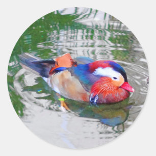 Mandarin Anka #3 Stickers Runt Klistermärke