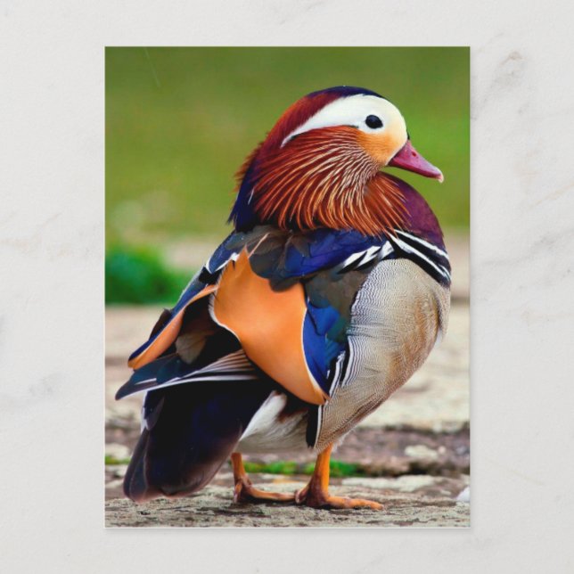 Mandarin Anka (Aix galericulata) Vykort (Framsida)