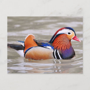 Mandarin Anka (Aix galericulata) Vykort