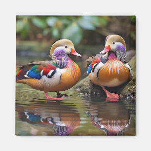 Mandarin anka Animal Bird Wilderness Art Magnet
