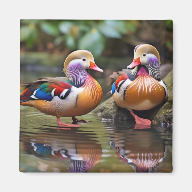 Mandarin anka Animal Bird Wilderness Art Magnet (Framsidan)