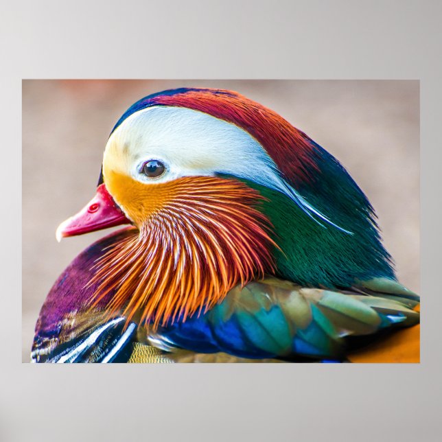 Mandarin Anka BeSnyn Poster (Framsidan)