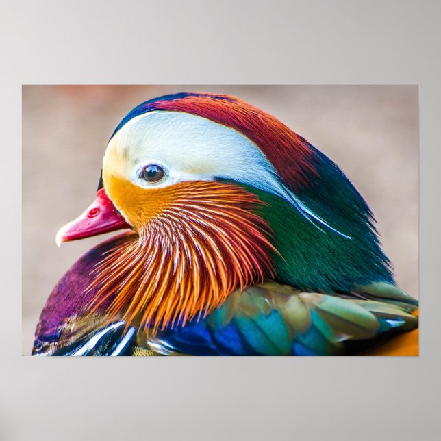 Mandarin Anka Bevackra Porträtt Poster (Framsidan)