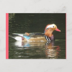 Mandarin Anka DIY-vykort Vykort