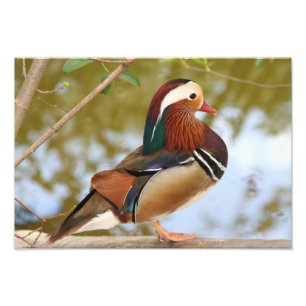 Mandarin Anka Fototryck