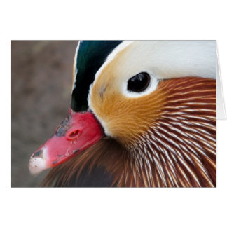 Mandarin Anka Hälsningskort