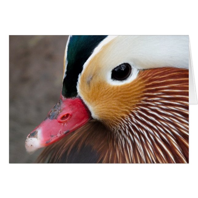Mandarin Anka Hälsningskort (Framsidan Horizontal)