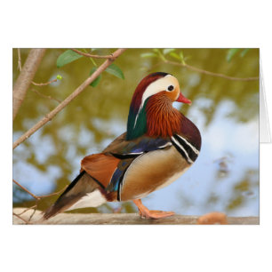 Mandarin Anka Hälsningskort