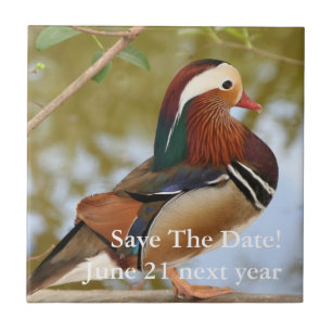 Mandarin Anka Kakelplatta