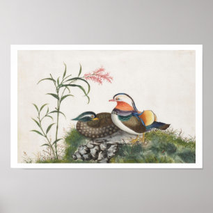 Mandarin Anka Kinesiska färger Poster