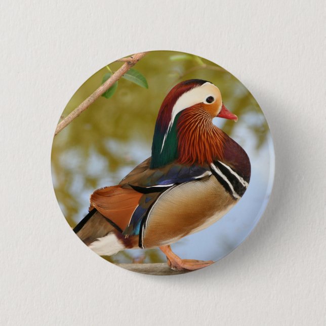 Mandarin Anka Knapp (Framsida)