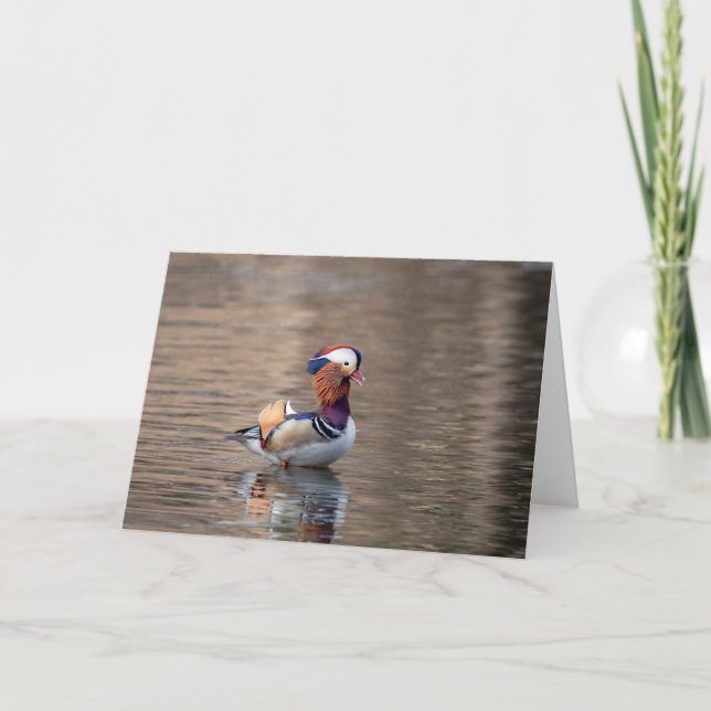 Mandarin Anka Kort (Framsida)