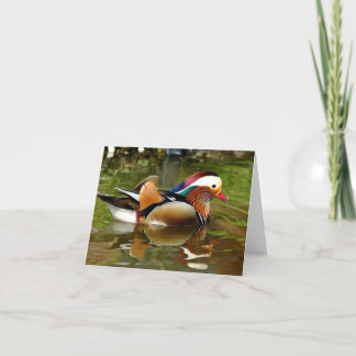 Mandarin Anka Kort