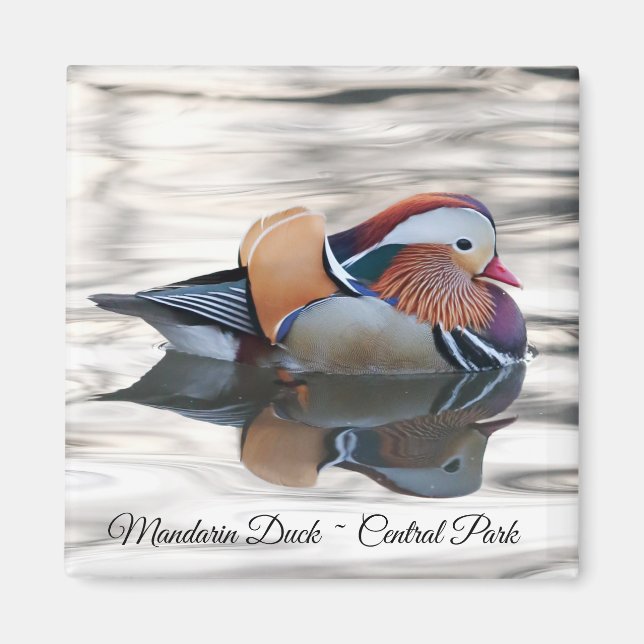Mandarin Anka Magnet (Framsidan)