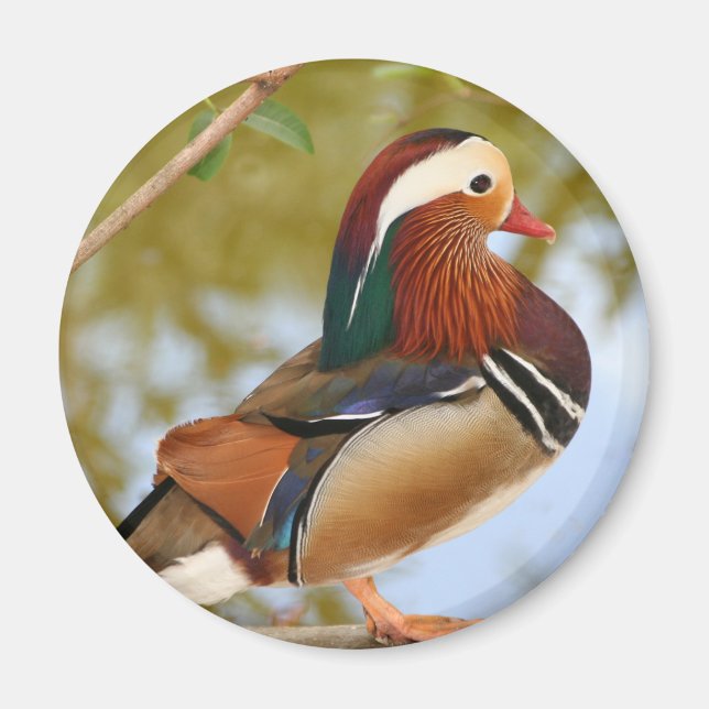 Mandarin Anka Magnet (Framsidan)