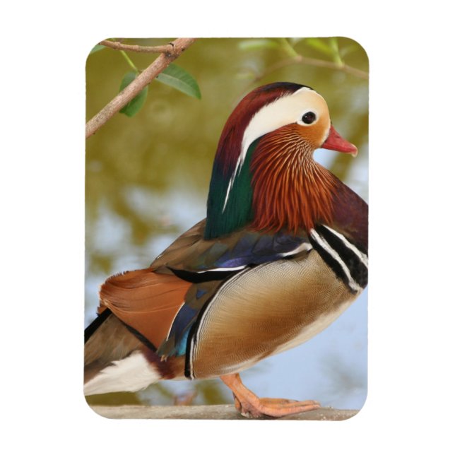 Mandarin Anka Magnet (Vertikal)