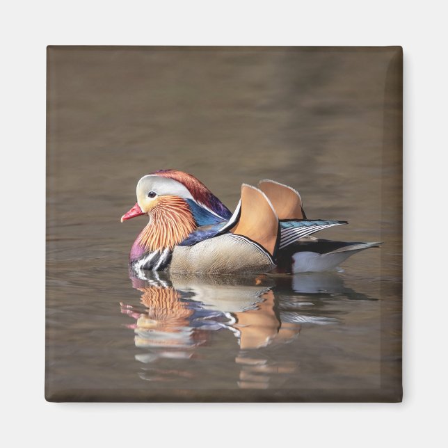 Mandarin Anka Magnet (Framsidan)