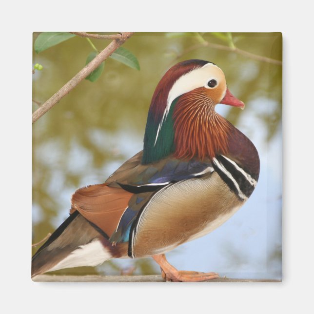 Mandarin Anka Magnet (Framsidan)
