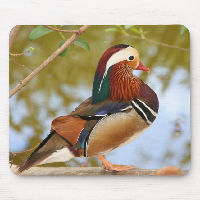 Mandarin Anka Musmatta (Framsidan)