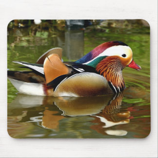 Mandarin Anka Musmatta