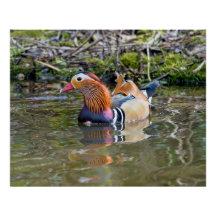 Mandarin anka paddling längs