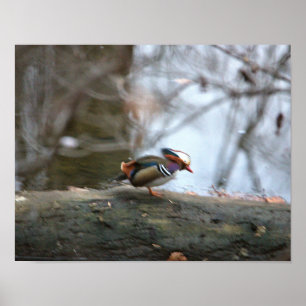 Mandarin Anka Photo Poster