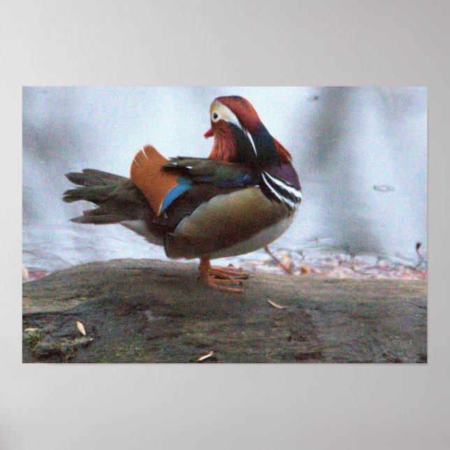 Mandarin Anka Photo Poster (Framsidan)