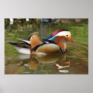 Mandarin Anka Poster
