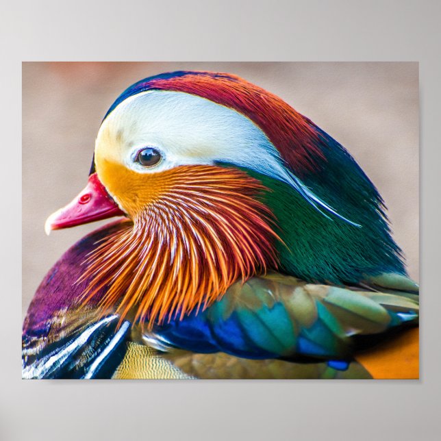 Mandarin Anka stäng upp Porträtt Poster (Framsidan)