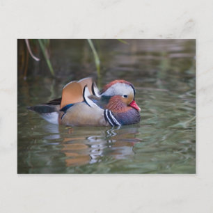 Mandarin Anka Vykort