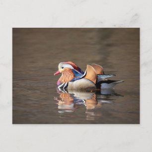 Mandarin Anka Vykort