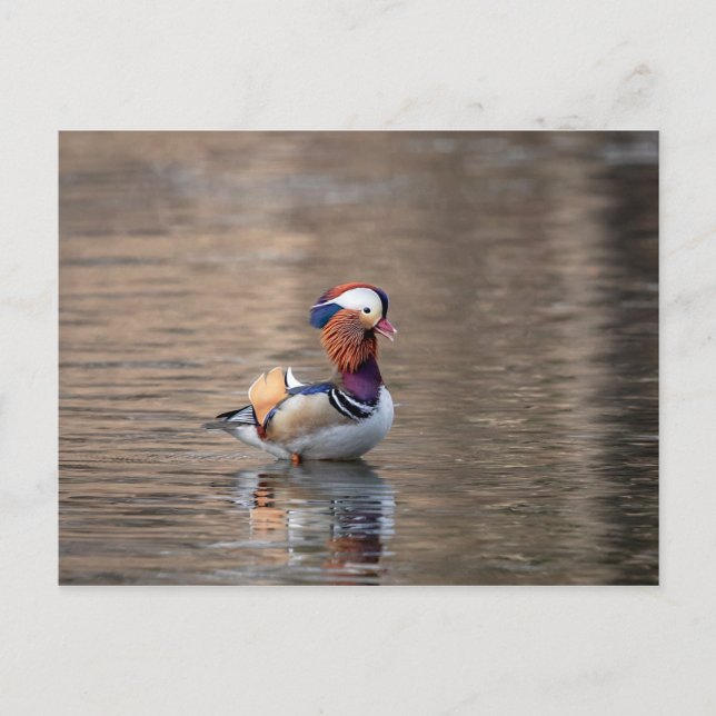 Mandarin Anka Vykort (Framsida)