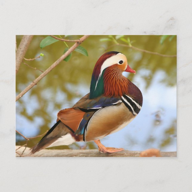 Mandarin Anka Vykort (Framsida)