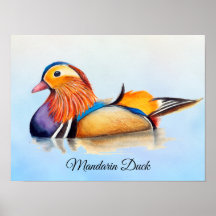 Mandarin Anka Watercolor Painting Poster