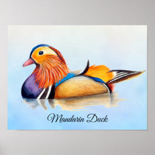 Mandarin Anka Watercolor Painting Poster