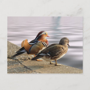 Mandarin ankor togertherness vykort