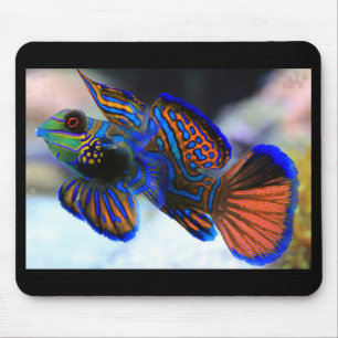 Mandarin Fish Musmatta