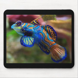Mandarin Fish Musmatta