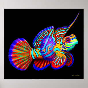 Mandarin Fish on Black Poster