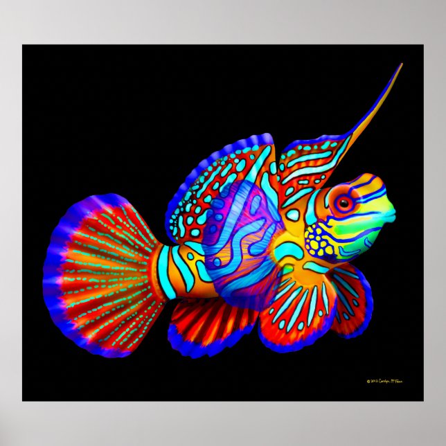 Mandarin Fish on Black Poster (Framsidan)